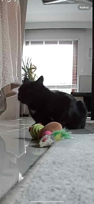 Proszę o dom dla Krawaci