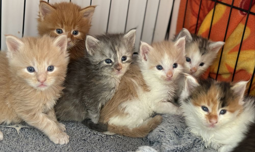 Kocurek Maine Coon do rezerwacji
