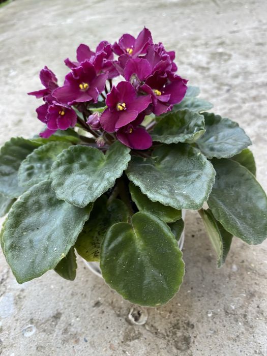 Фиалка цветущая, комнатная.