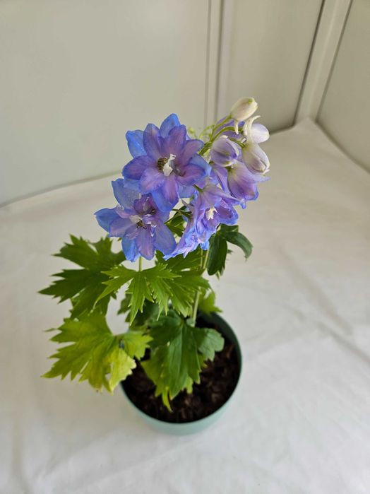 Ostróżka niebieska Sky Blue 45cm C1,5 – bylina ogrodowa + nawóz gratis