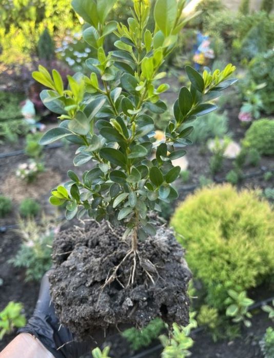 Продам    самшит