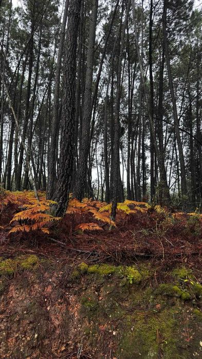 Terreno florestal à venda – Enxames (Fundão)