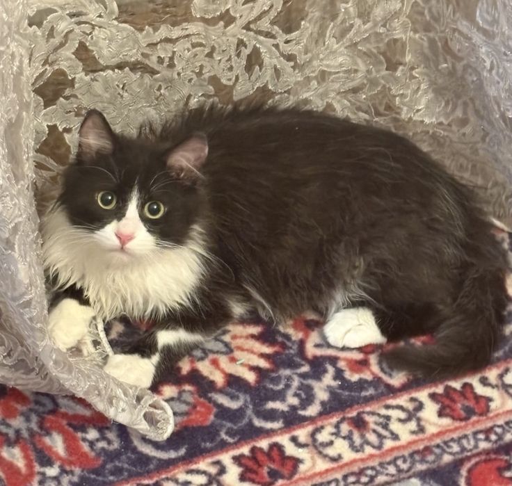 Гарний котик в добрі руки