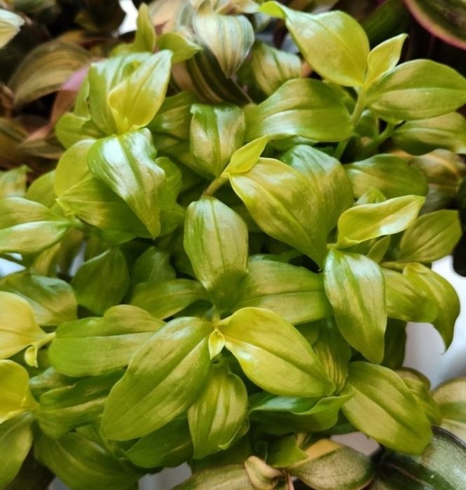 Trzykrotki callisie zebriny