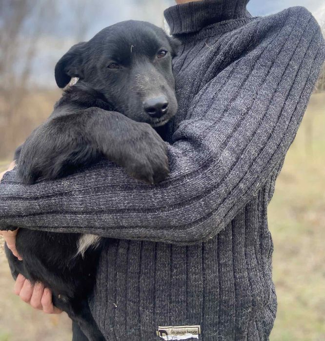 Бесплатно в добрые руки охрана.Щенок шесть месяцев.