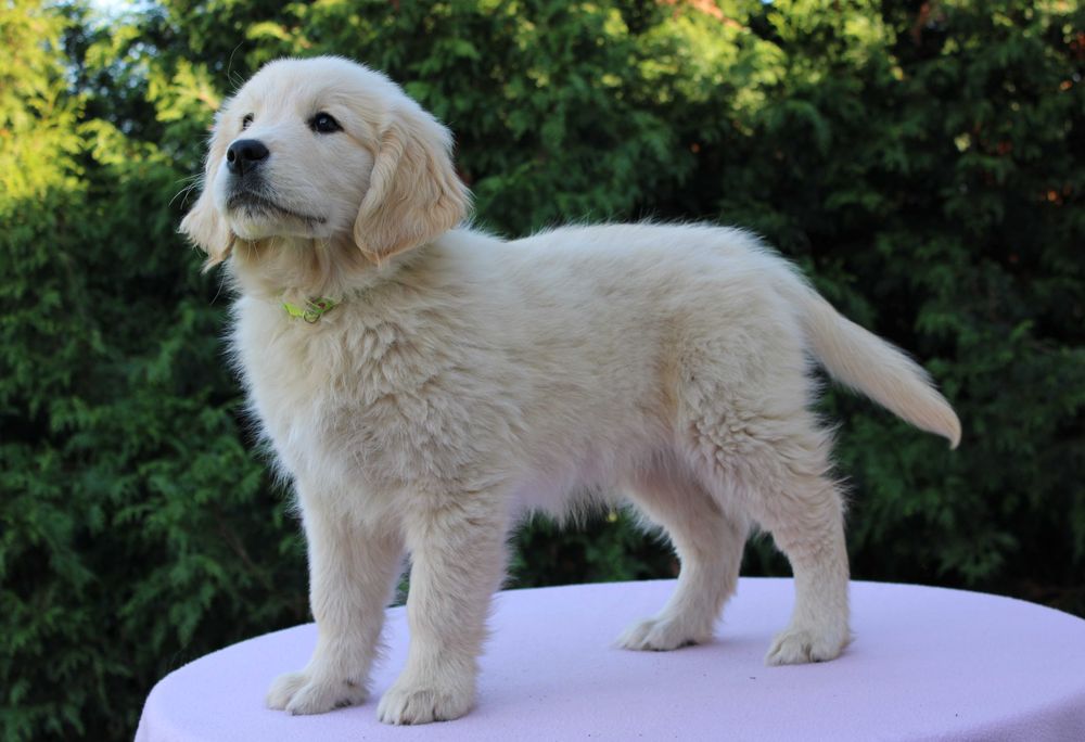 Golden Retriever szczeniak