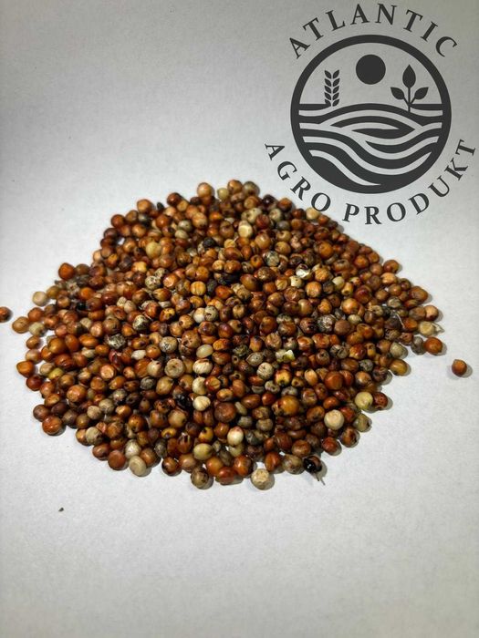 Sorgo suche - polskie