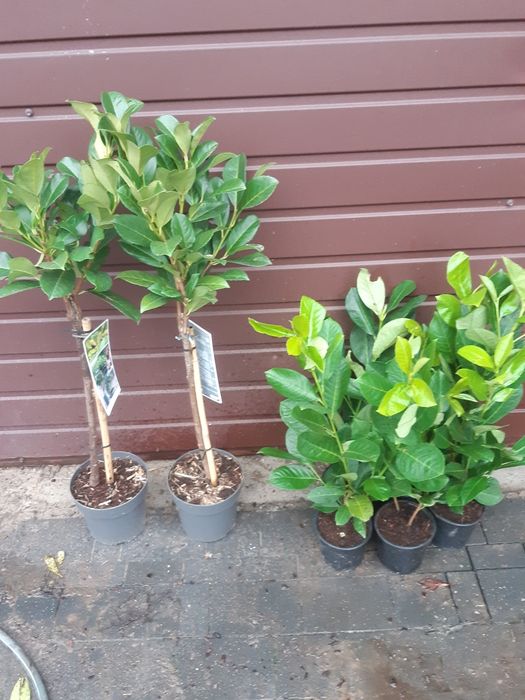 Drzewka owocowe  wisnia  jabłoń porzeczka borówka morela brzoskwinia