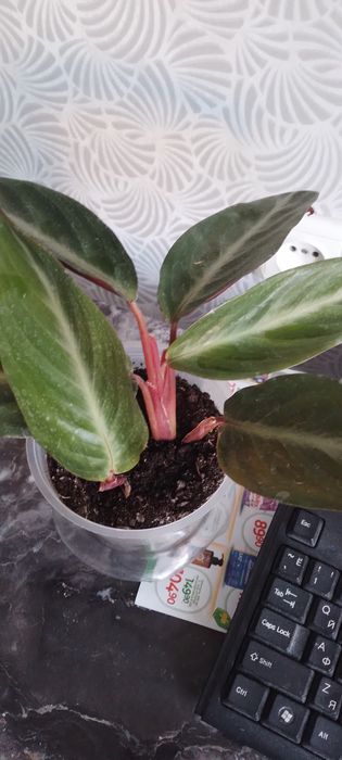 Продам гарний вазон