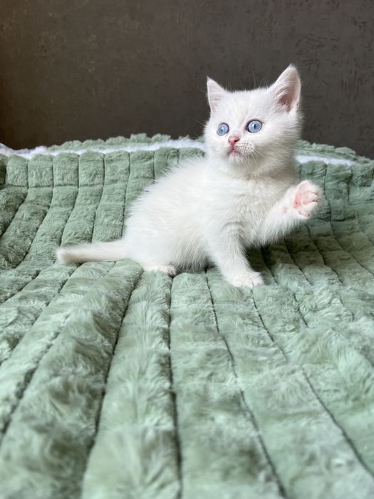 Біла шотландська красуня з голубими очима