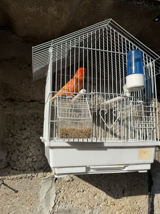 Vendo canario e casota