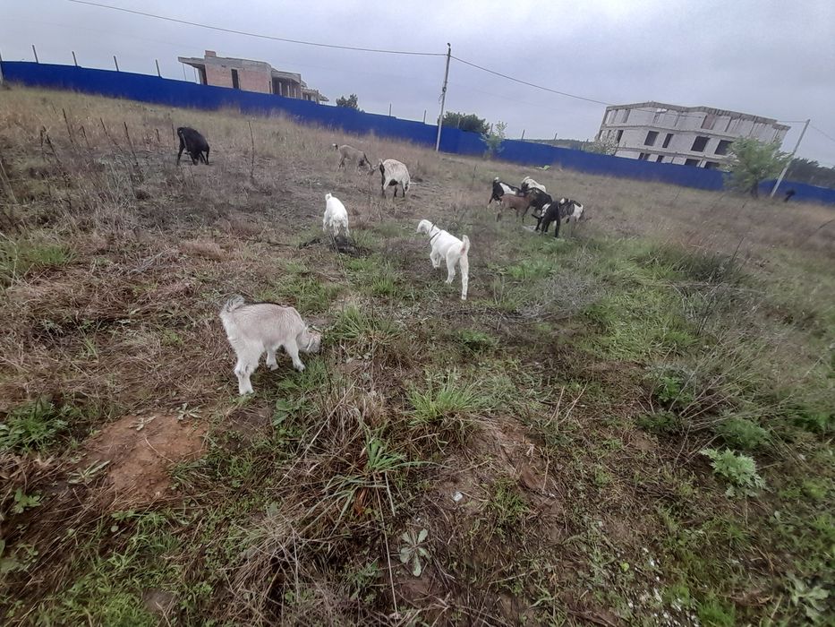 Молоко козине, бринза, сир.