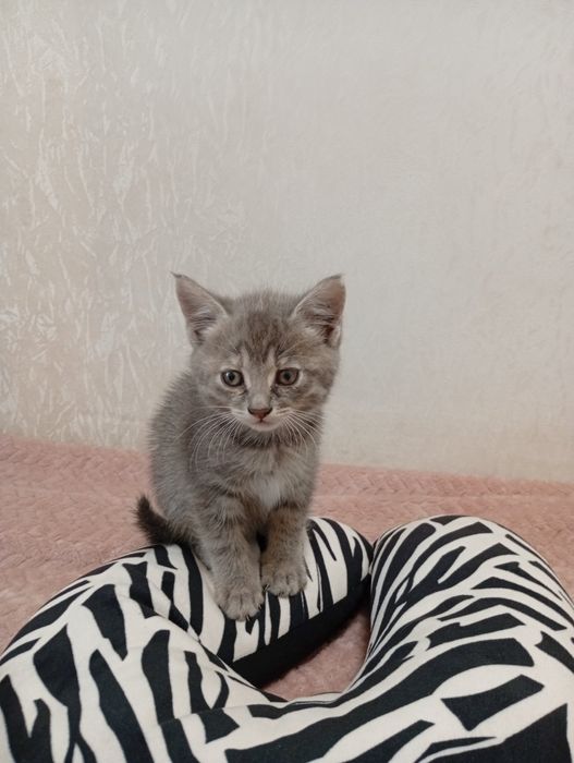 Котики в добрі руки