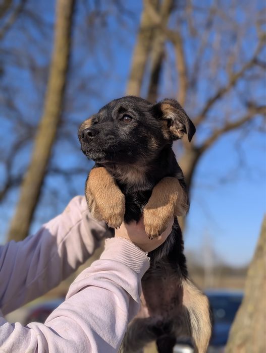 Malutka Róża szuka domu