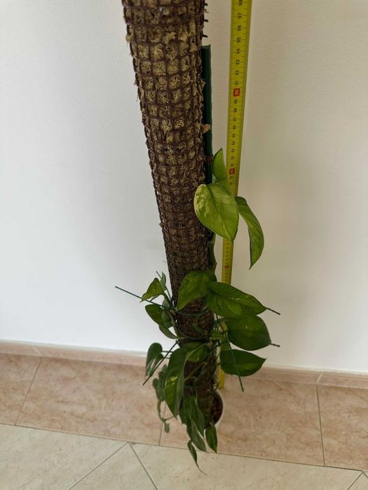 Jiboia variegata em tutor de musgo — ~95cm