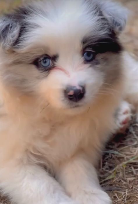 Border collie disponivel