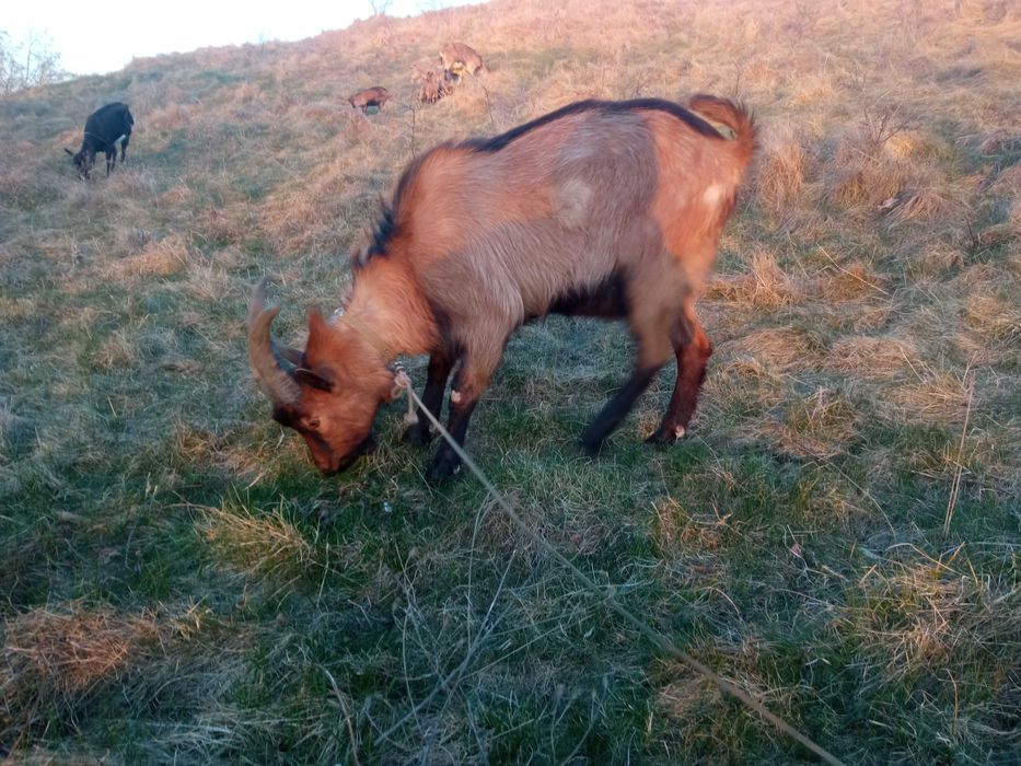 Козенята,коза, альпійські...
