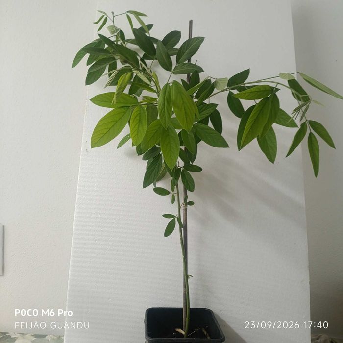 planta feijão Guandu
