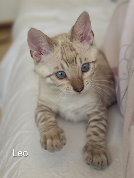 Biały lampart - LEO