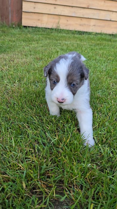 Border Collie blue merle