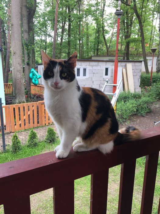 Domek nad jeziorem Rokitki