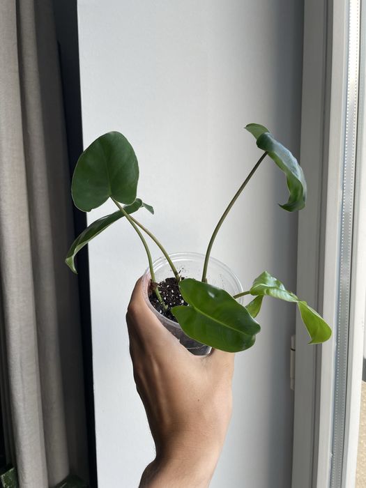 Philodendron burle marx variegata filodendron regres