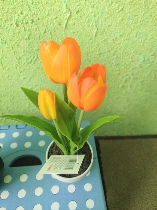 Kwiat drzewko tulipany