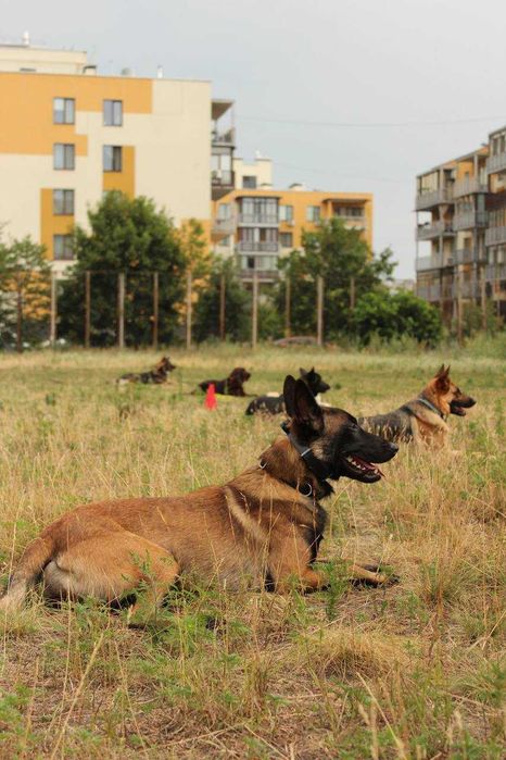 Бельгійська вівчарка Малінуа вязка КСУ чемпіон України