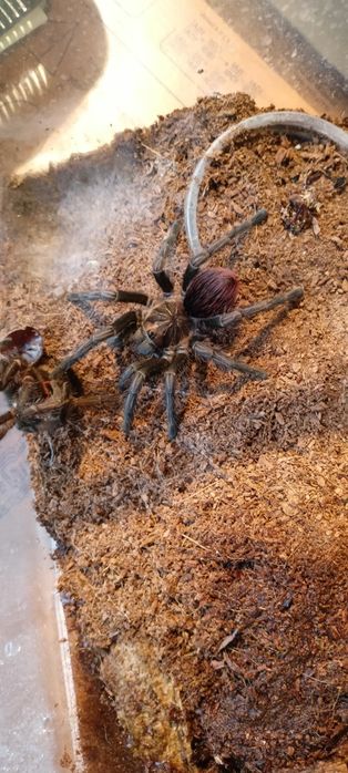 Phormictopus sp. Sierra kolekcja ptaszników