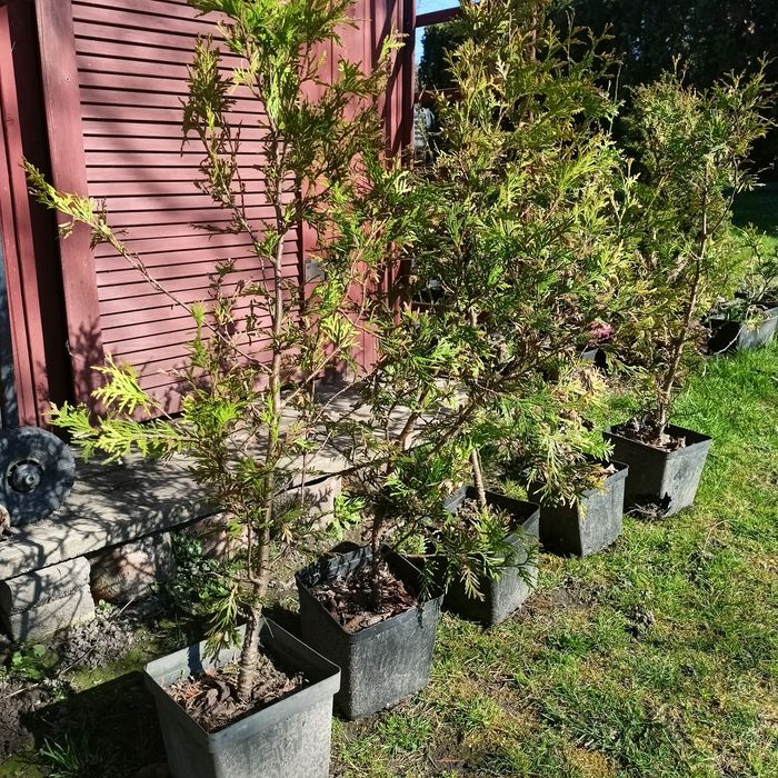 Tuja  wysokość 60 cm