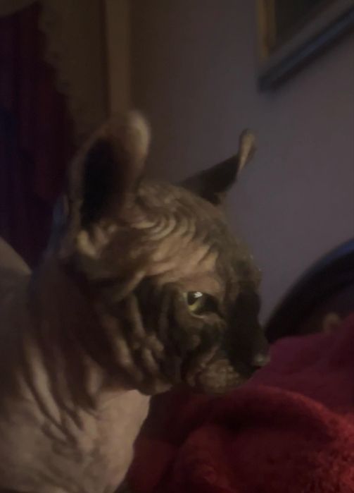 Жених канадский сфинкс бамбино -ельф