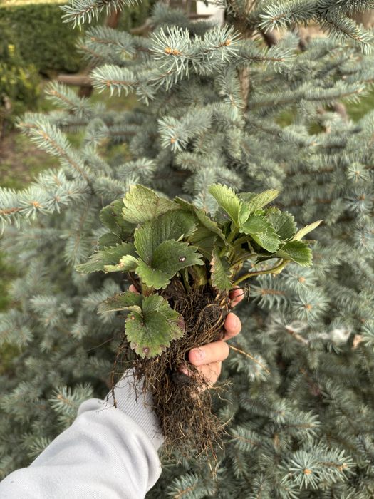 Саджанець полуниці альба,азія,клері