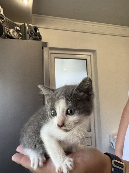 Кошенята 2 місяці
