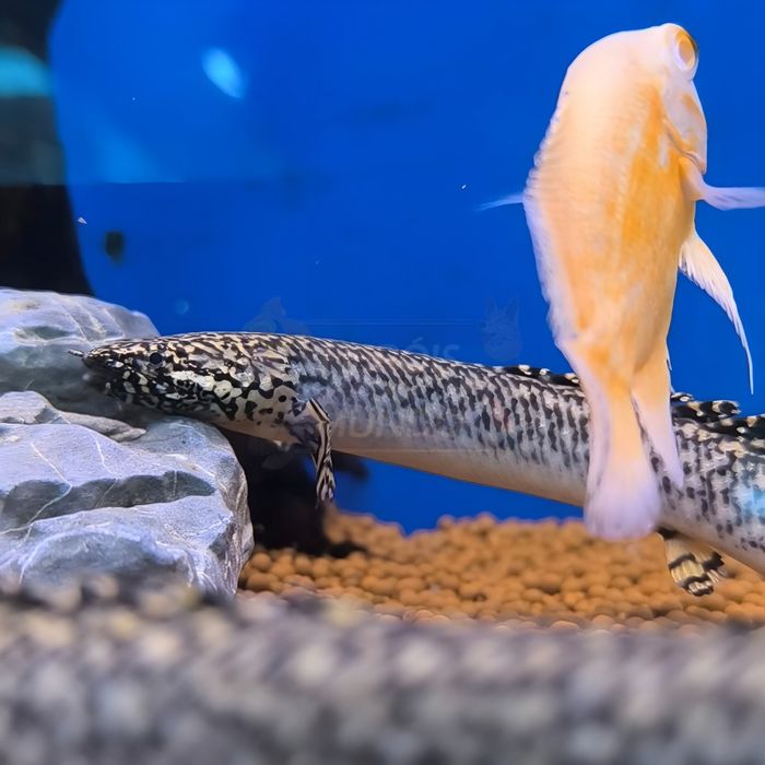 Polypterus Ornatipinnis