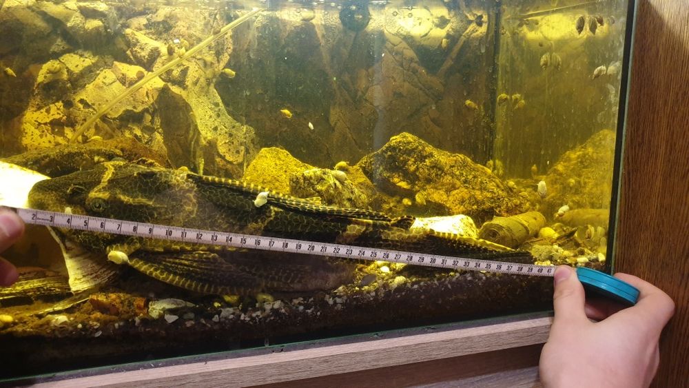 Ryba, zbrojnik Lamparci, gibiceps