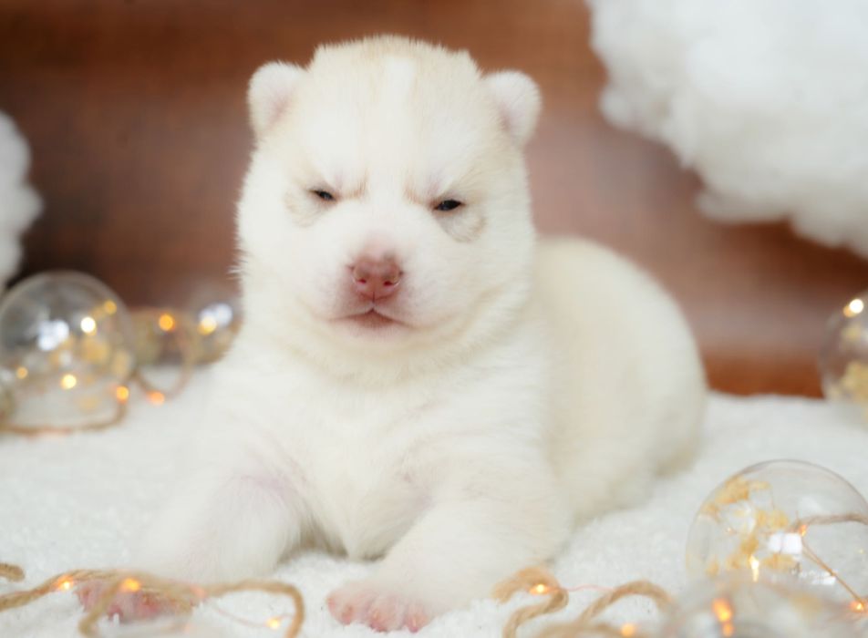 Przepiękna biszkoptowa dziewczynka Siberian Husky ZkWP /FCI