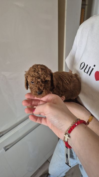 Pudel toy/ mini dziewczynki