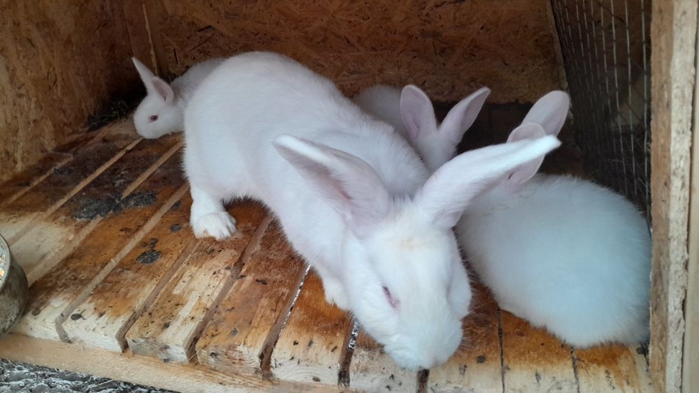 Продам крольчат ,дата народження  31.10.25 р.,01.11.25 р., 09.11.25 р.
