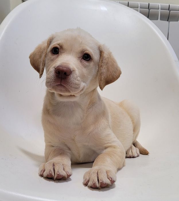 Femea labrador bege