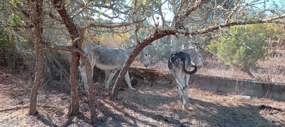 3 Burros  andaluzes  castrados + charrete.