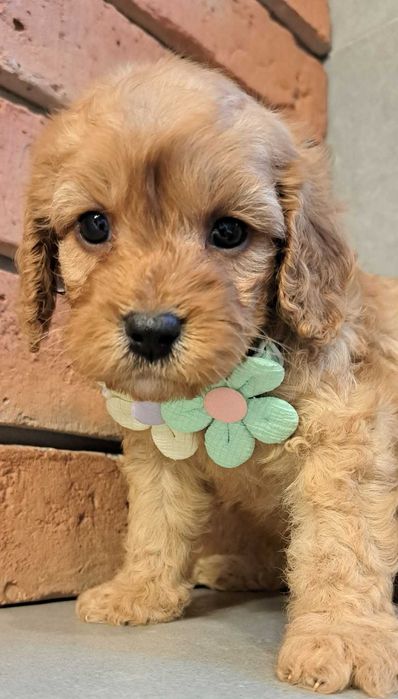 Cavapoo śliczna dziewczynka