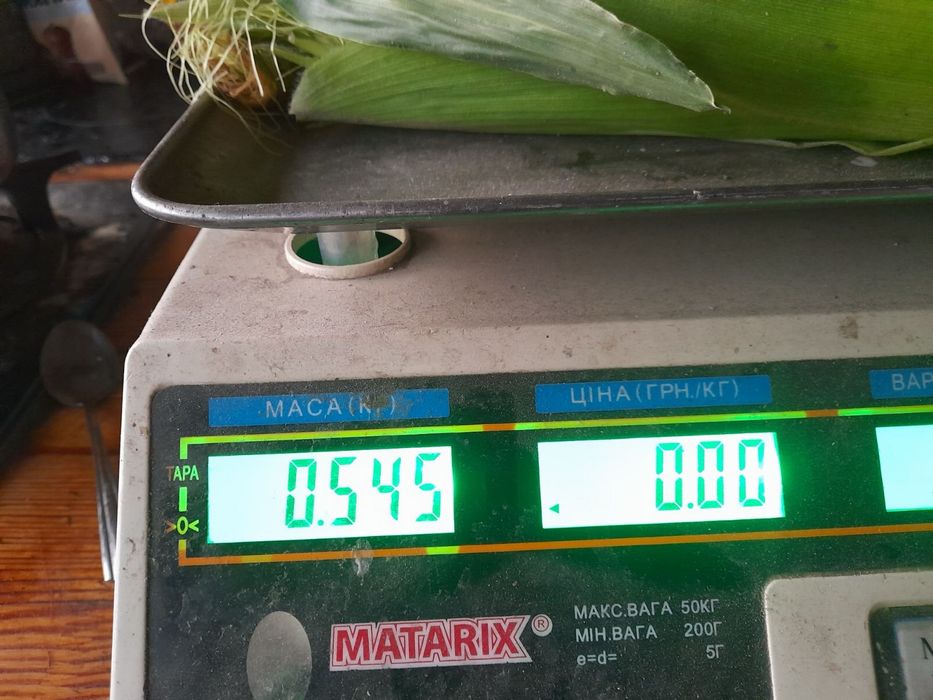 Солодка кукурудза Ракель