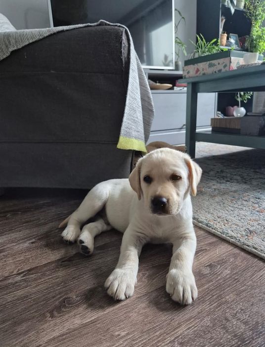 Labrador szczeniak