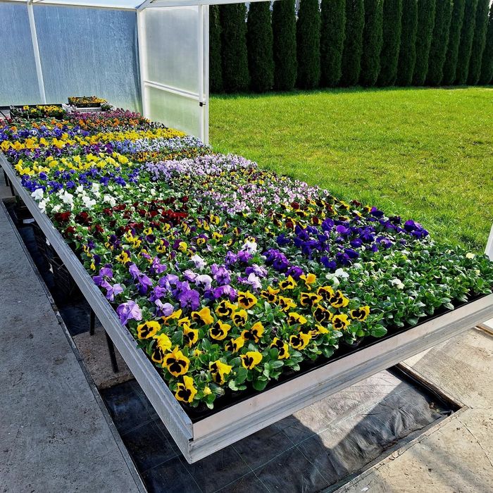 Bratki stokrotki prymulki byliny żagwin skalnica truskawki poziomki