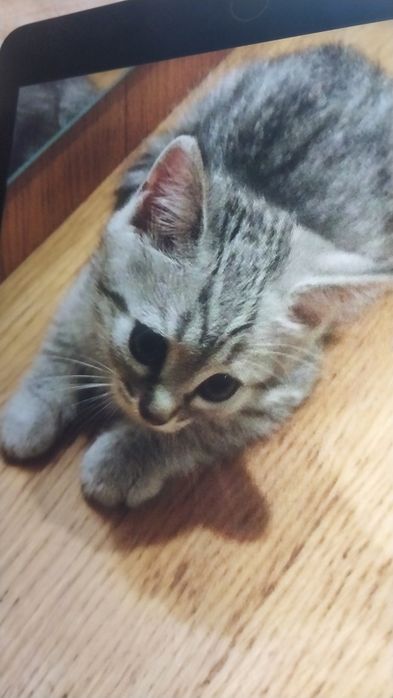 Мальчик котенок 3 месяца скоттишь страйт