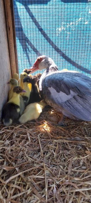 Patos mudos oportunidade