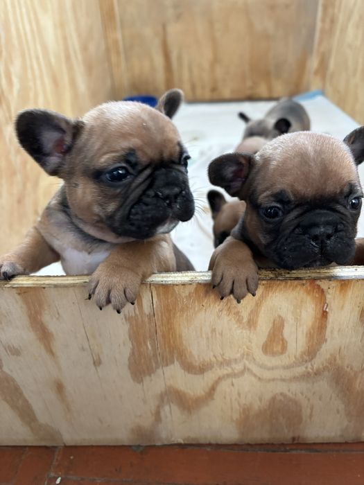 Продам  Французькі бульдоги .