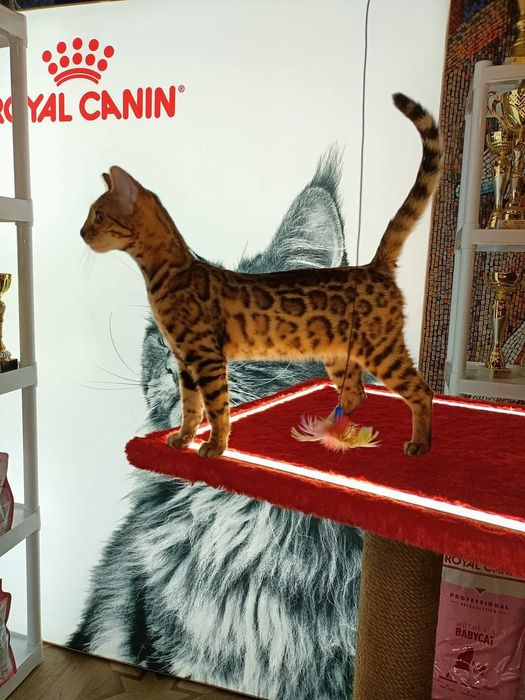 Бенгалка в добрі руки