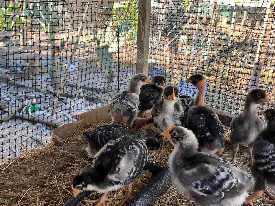 Pintos raças autóctones portuguesas Pedrês, Amarela, Branca, Preta BIO