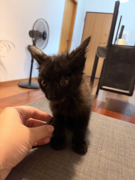 Doação Gato Filhote